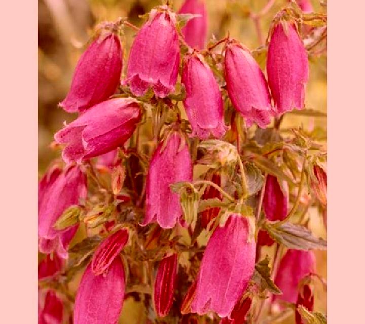 10 Cherry Bells online slot