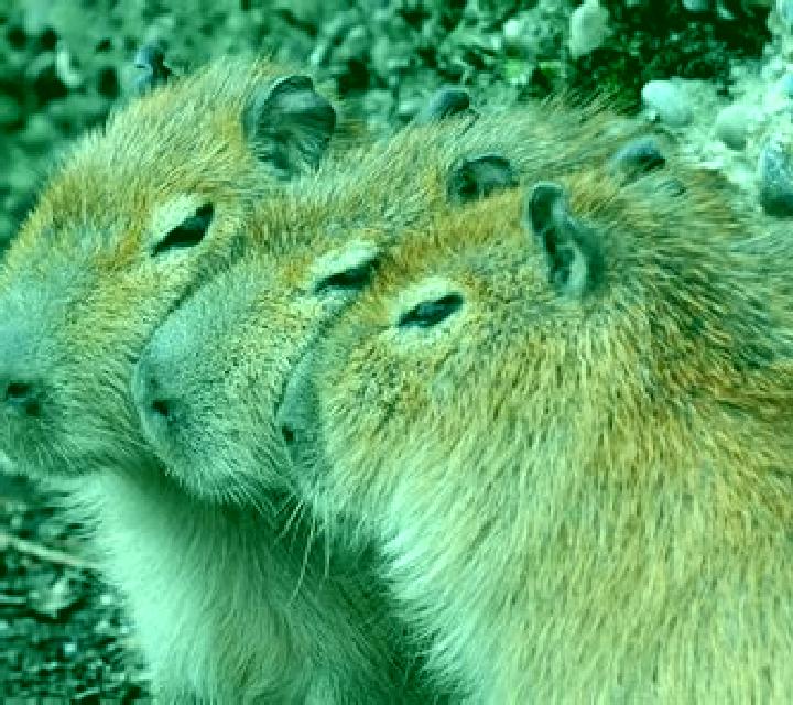 3 Capybaras slot game