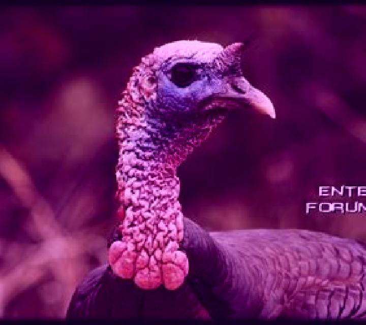 40 Wild Gobbler online slot