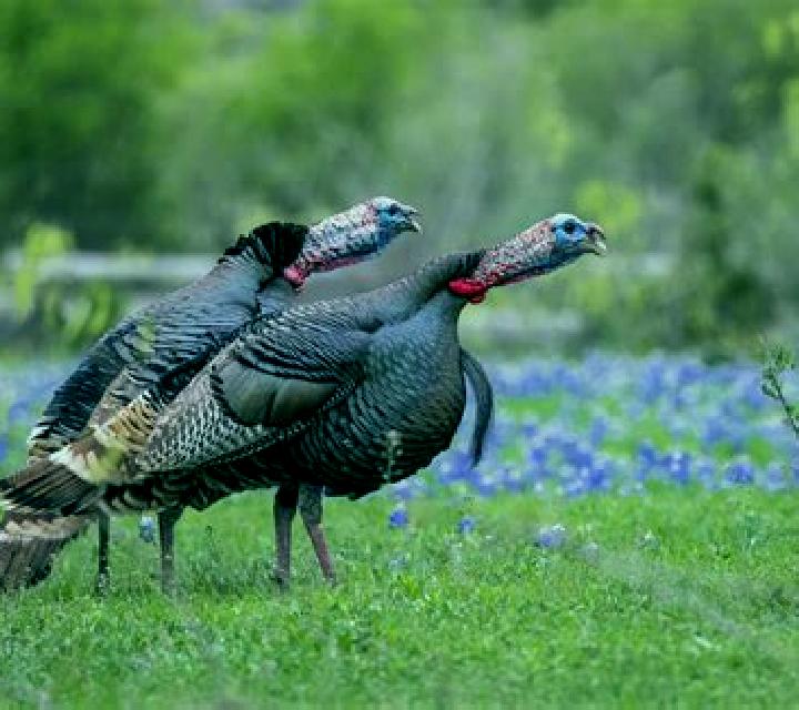 40 Wild Gobbler slot game