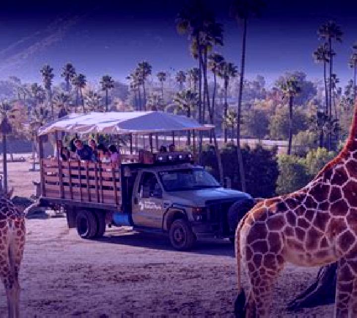 African Safari (X Card) online slot