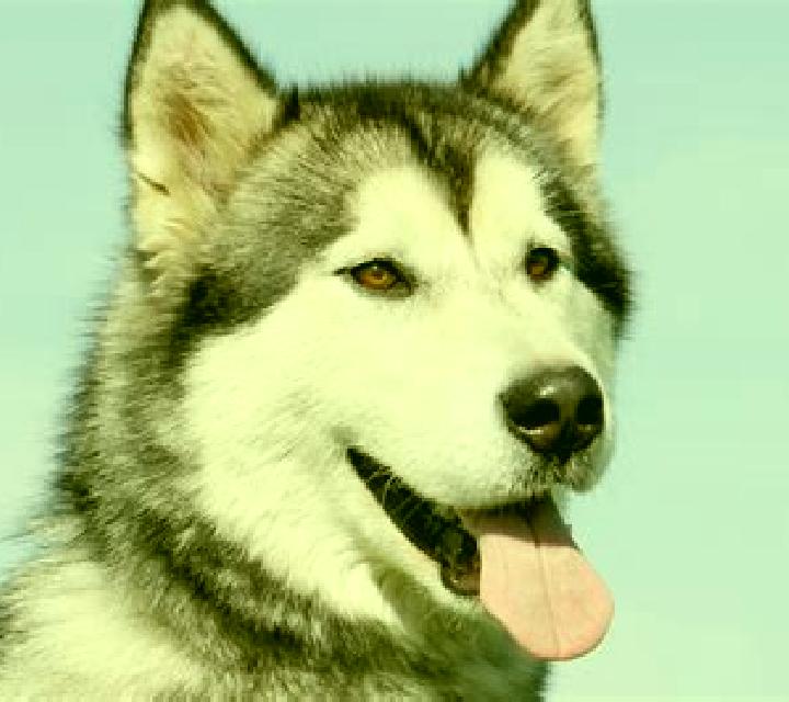 Alaskan Husky online slot