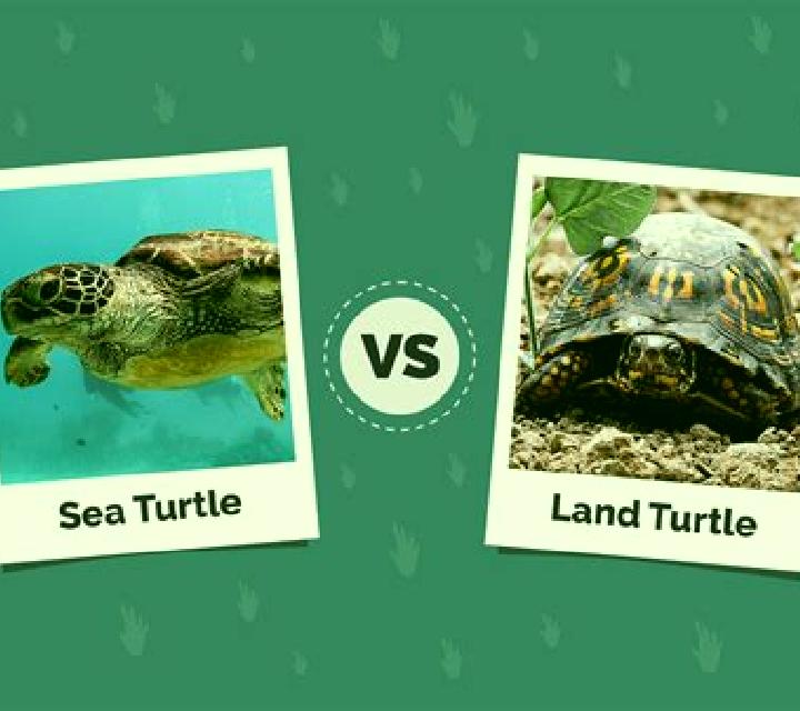 Alien Sea-Turtles vs Humans slot machine
