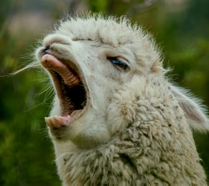 Alpaca Spit slot