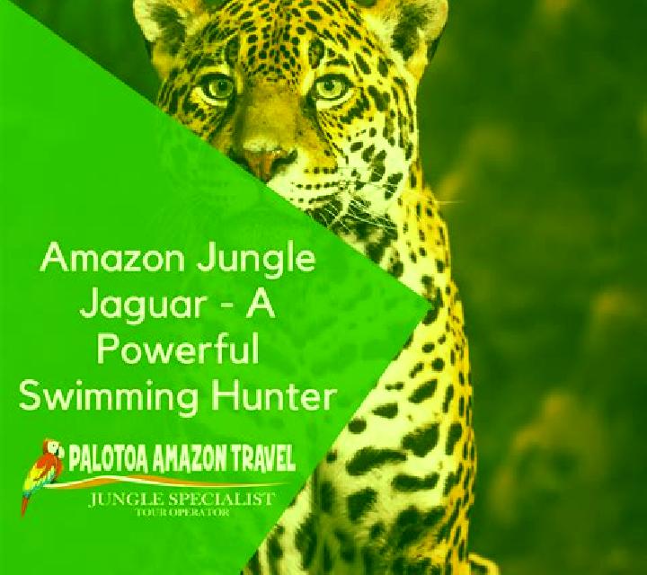 Amazon Jungle online slot