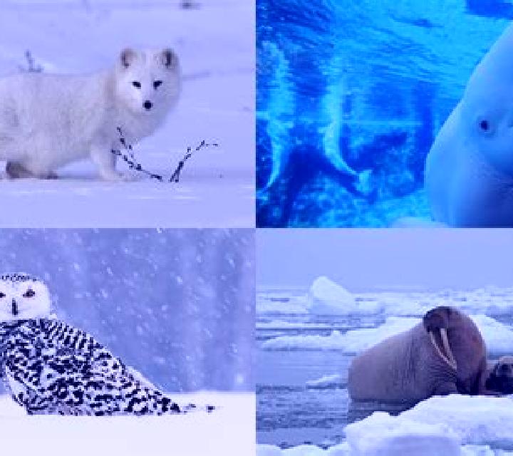 Arctic World online slot