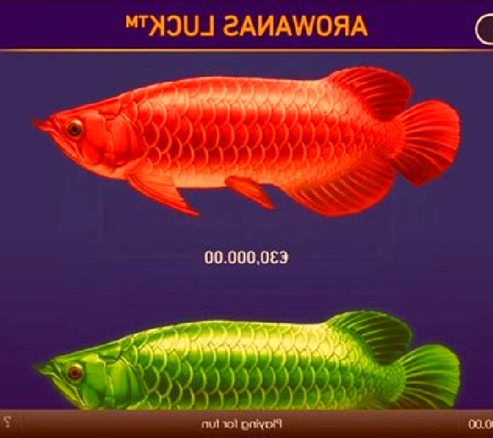 Arowanas Luck online slot