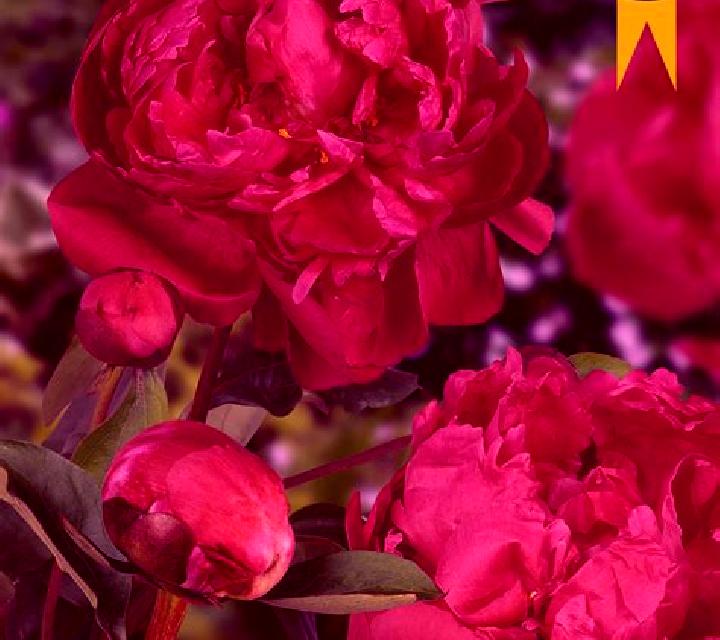 Beautiful Peony online slot