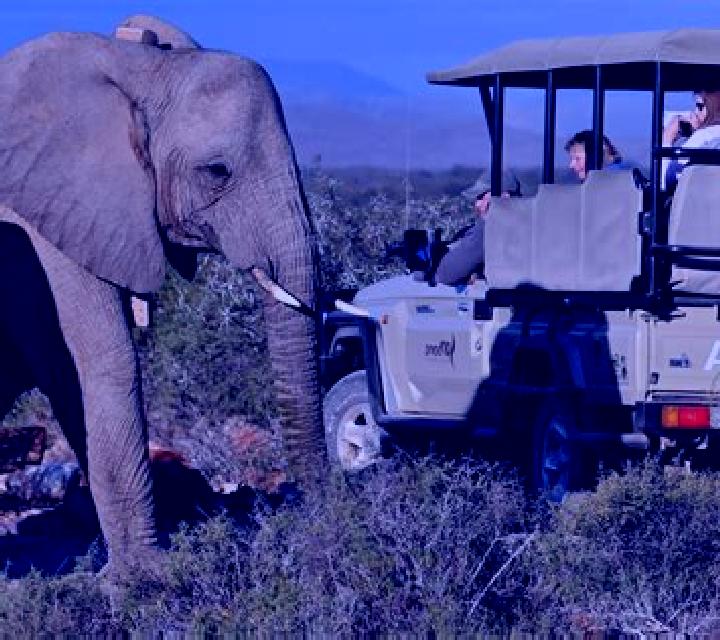 Big Game Safari (MultiSlot) online slot