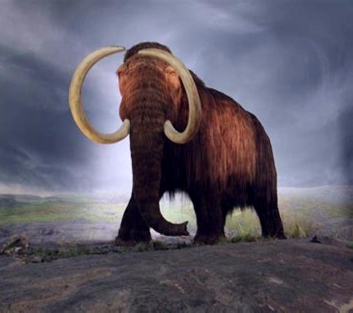 Big Mammoths slot