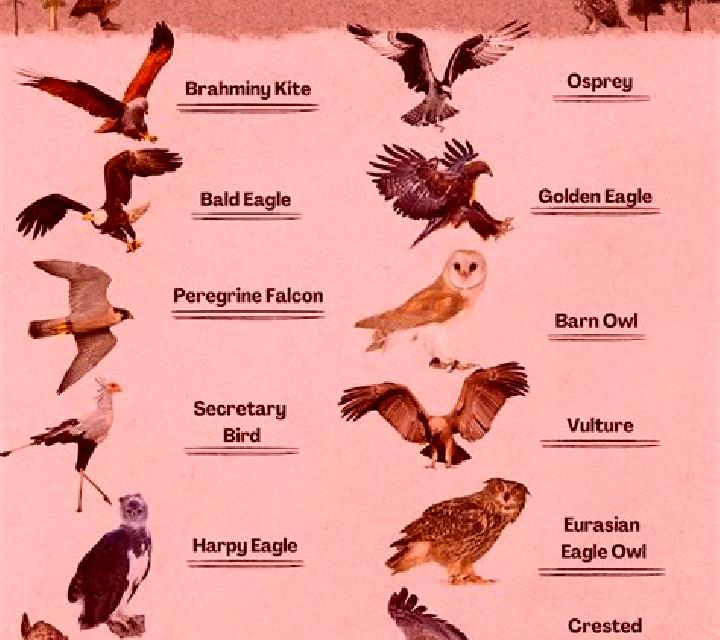 Bird of Prey online slot