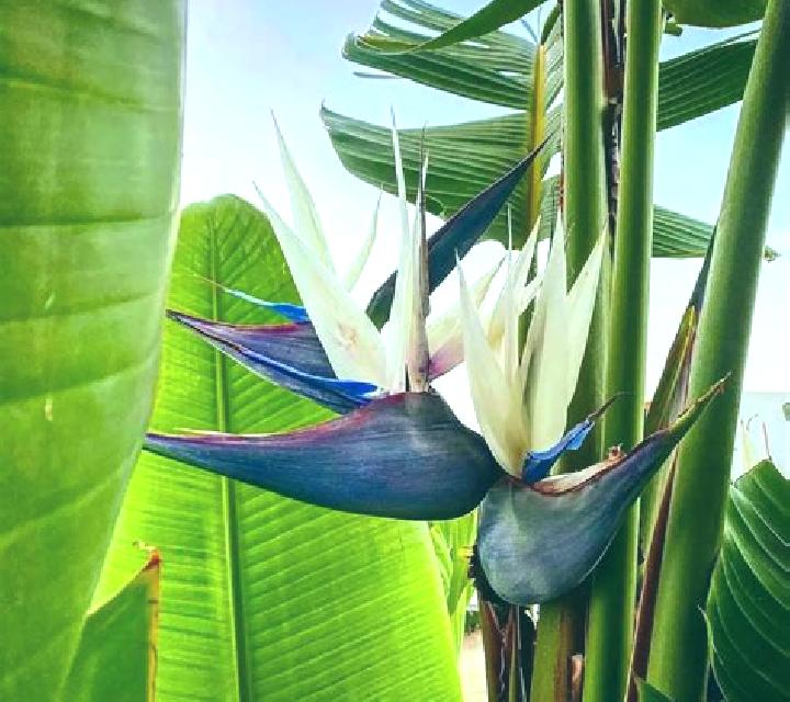Birds of Paradise (Vela Gaming) online slot