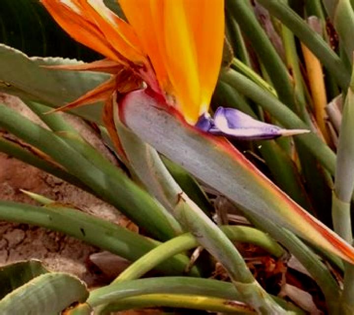 Birds of Paradise (Vela Gaming) slot game