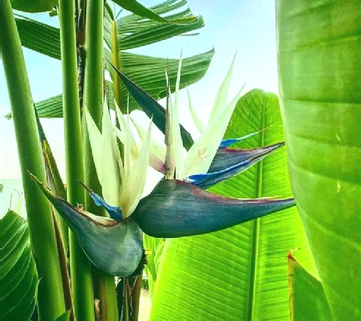 Birds Of Paradise (Wager Gaming) online slot