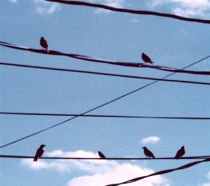 Birds On A Wire slot