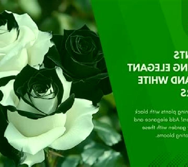 Black and White (GameOS) online slot