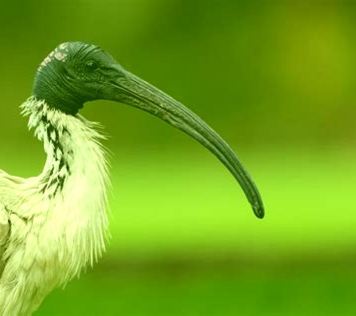 Book of Ibis online slot
