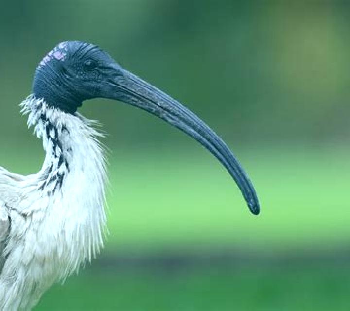 Book of Ibis slot game