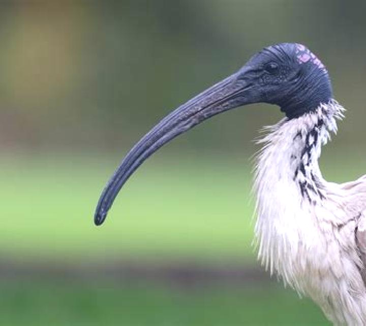 Book of Ibis slot machine