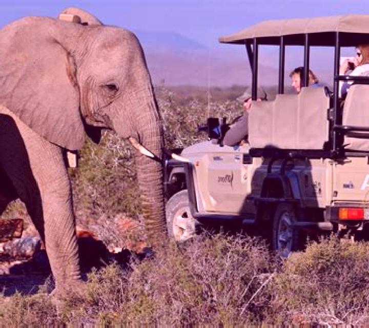 Book of Safari online slot