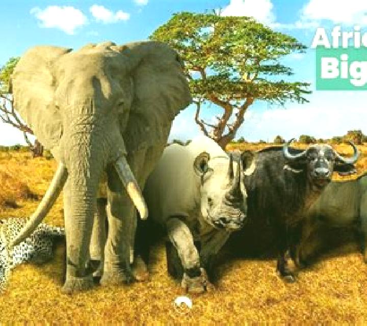 Book of Safari The Big Five online slot
