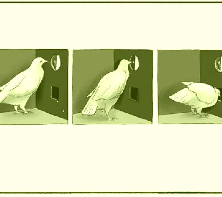 Broadway Pigeon slot game