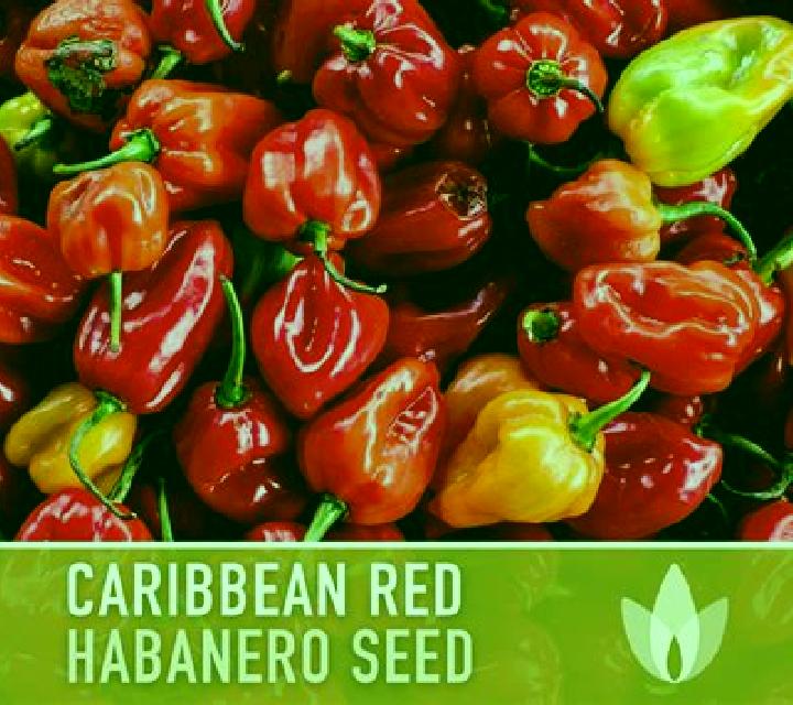 Caribbean Stud (Habanero) slot