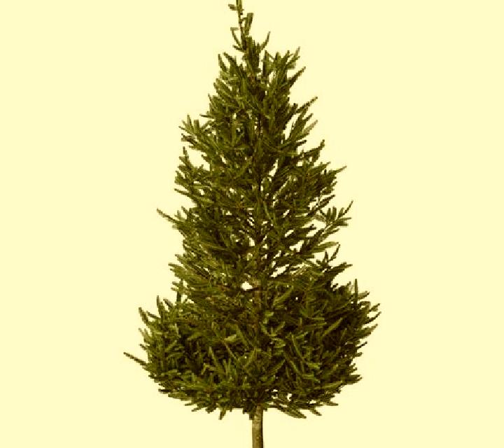 Christmas Tree 2 online slot
