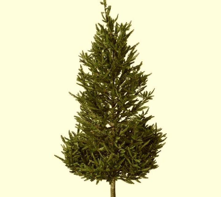 Christmas Tree 2 slot