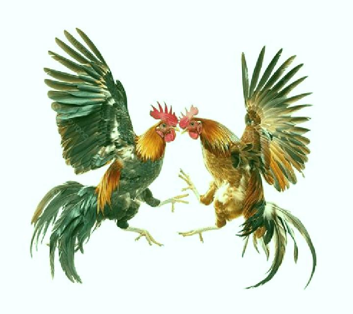 Cock Fighting (SV388) slot game