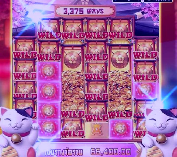 Coin Cat slot