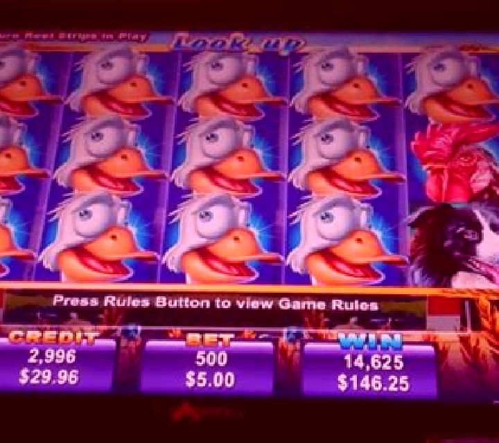 Crazy Goose slot game