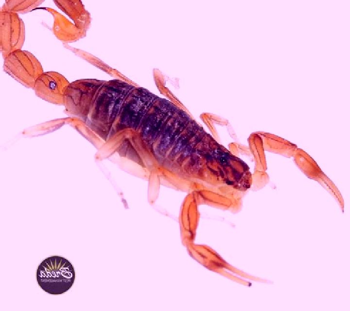 Desert of Scorpions online slot