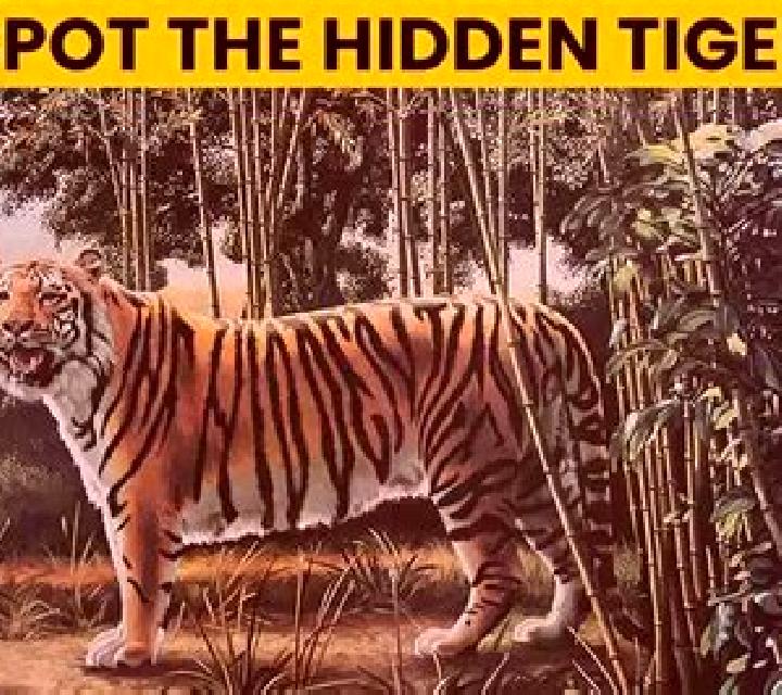 Diego Wild Search for the Hidden Tiger online slot