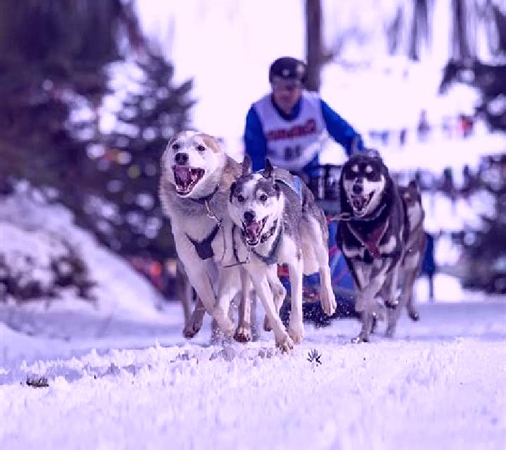 Dog Racing (Elbet) slot