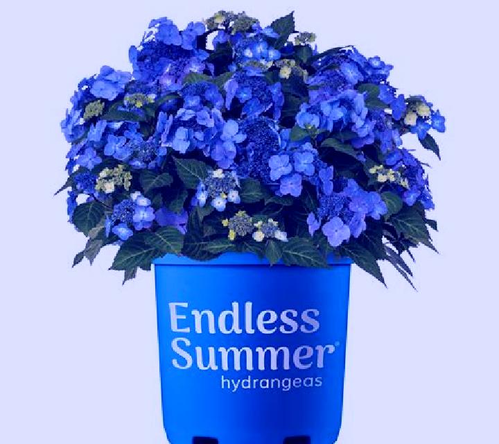 Endless Summer online slot