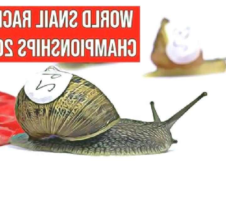 Fast Snail Racing slot machine