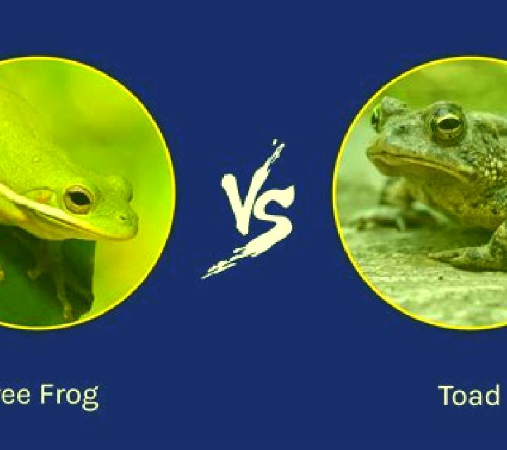 Fire Toad 2 slot
