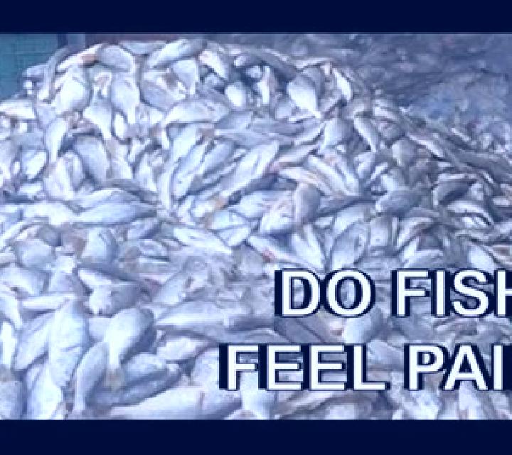 Fish Guts slot machine