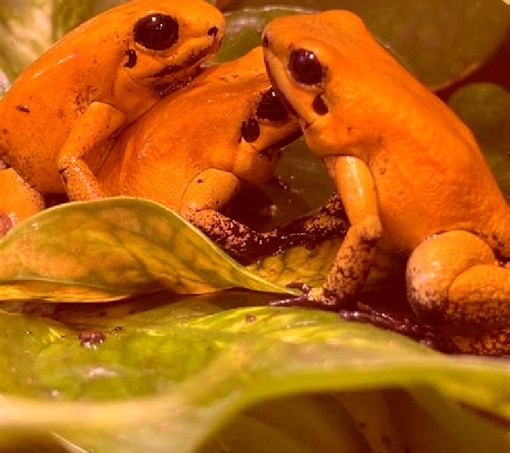 Frogs n Flies 2 online slot