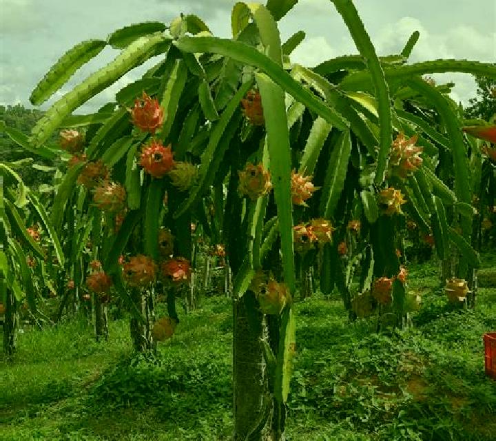 Fruit Farm (Green Tube) slot