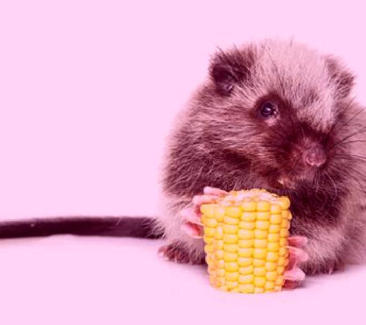Golden Rat (Dream Tech) online slot