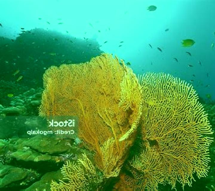 Gorgonia slot