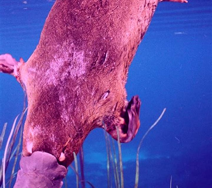 Great Ocean (Platipus) slot machine
