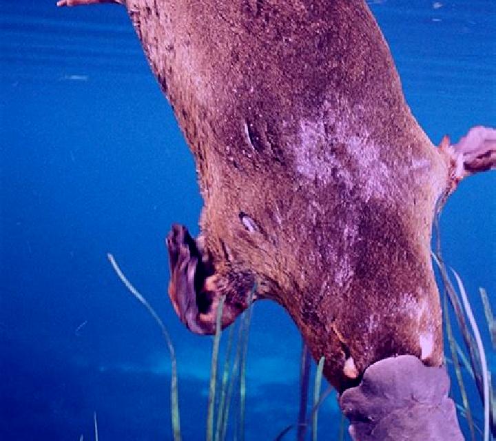 Great Ocean (Platipus) slot