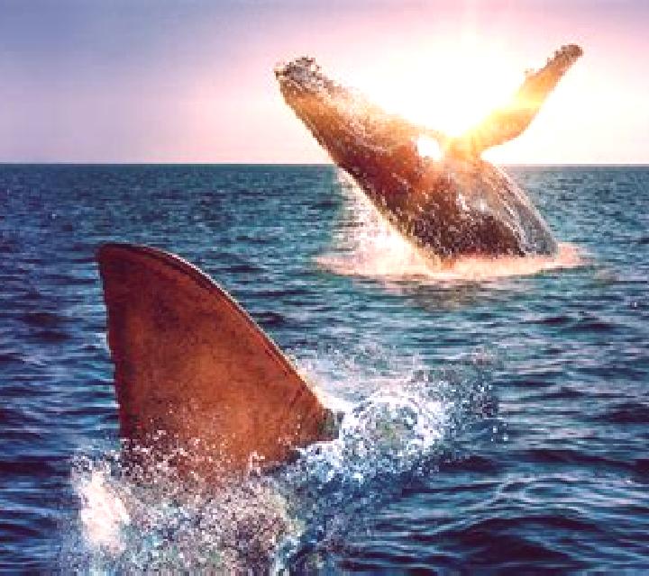 Great Whale online slot