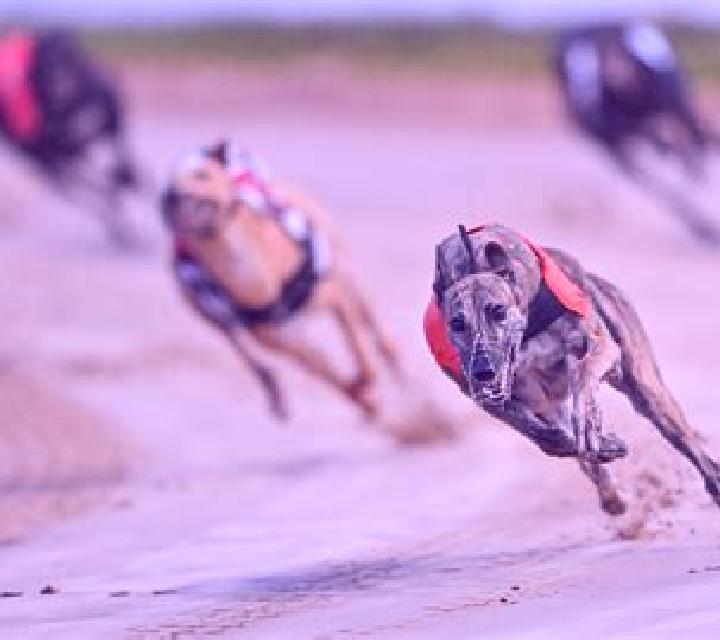 Greyhound Races online slot