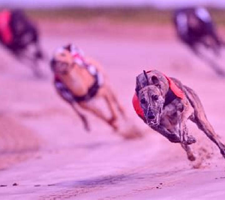 Greyhound Races slot