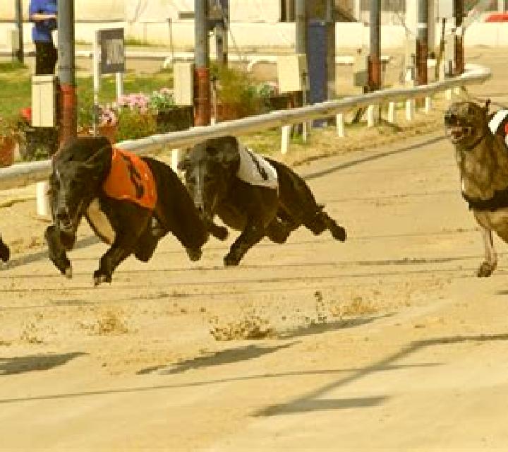 Greyhound Racing (Atlas-V) online slot
