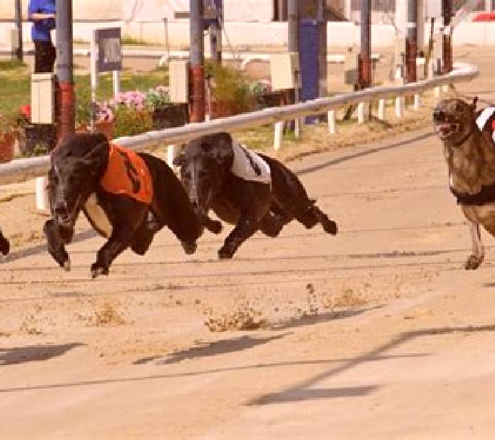Greyhound Racing (Urgent Games) online slot
